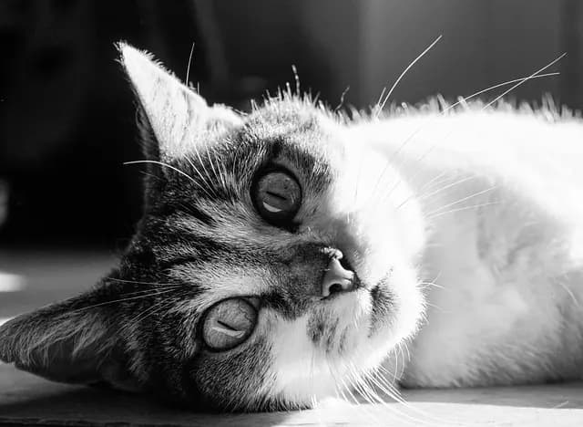 Guide d'achat nourriture pour animaux - Conseils et comparatif